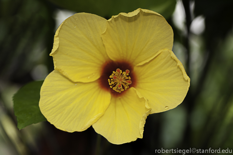 hibiscus